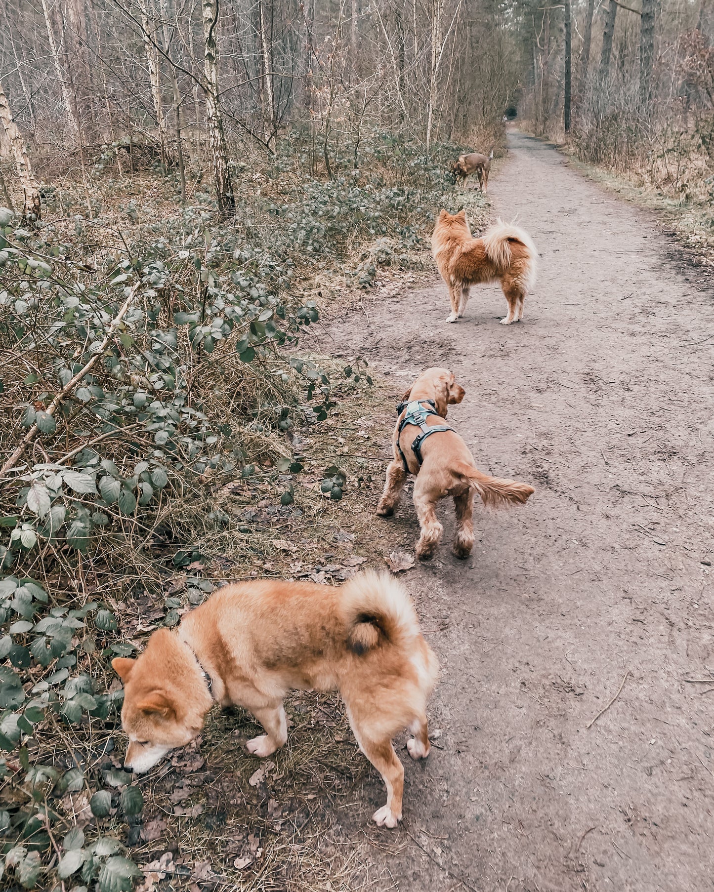 Vrije Poten Wandeling