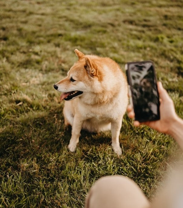 SHIINU guided journey