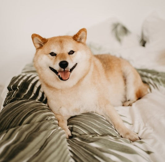 Is jouw hond dominant?