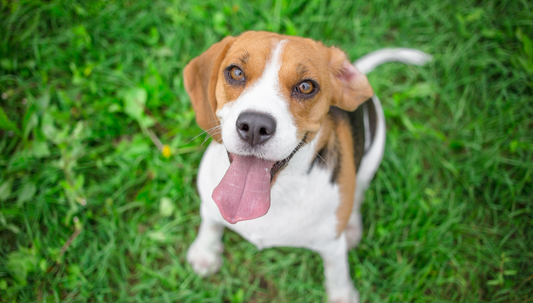 Libelle: Evi gaat met haar Beagle naar de hondencoach