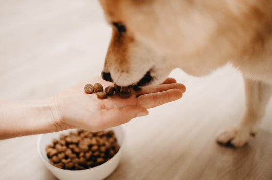 Hoe je kieskeurig eten van je hond aanpakt: 4 tips!