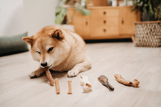 3 voordelen van natuurlijke snacks voor jouw hond