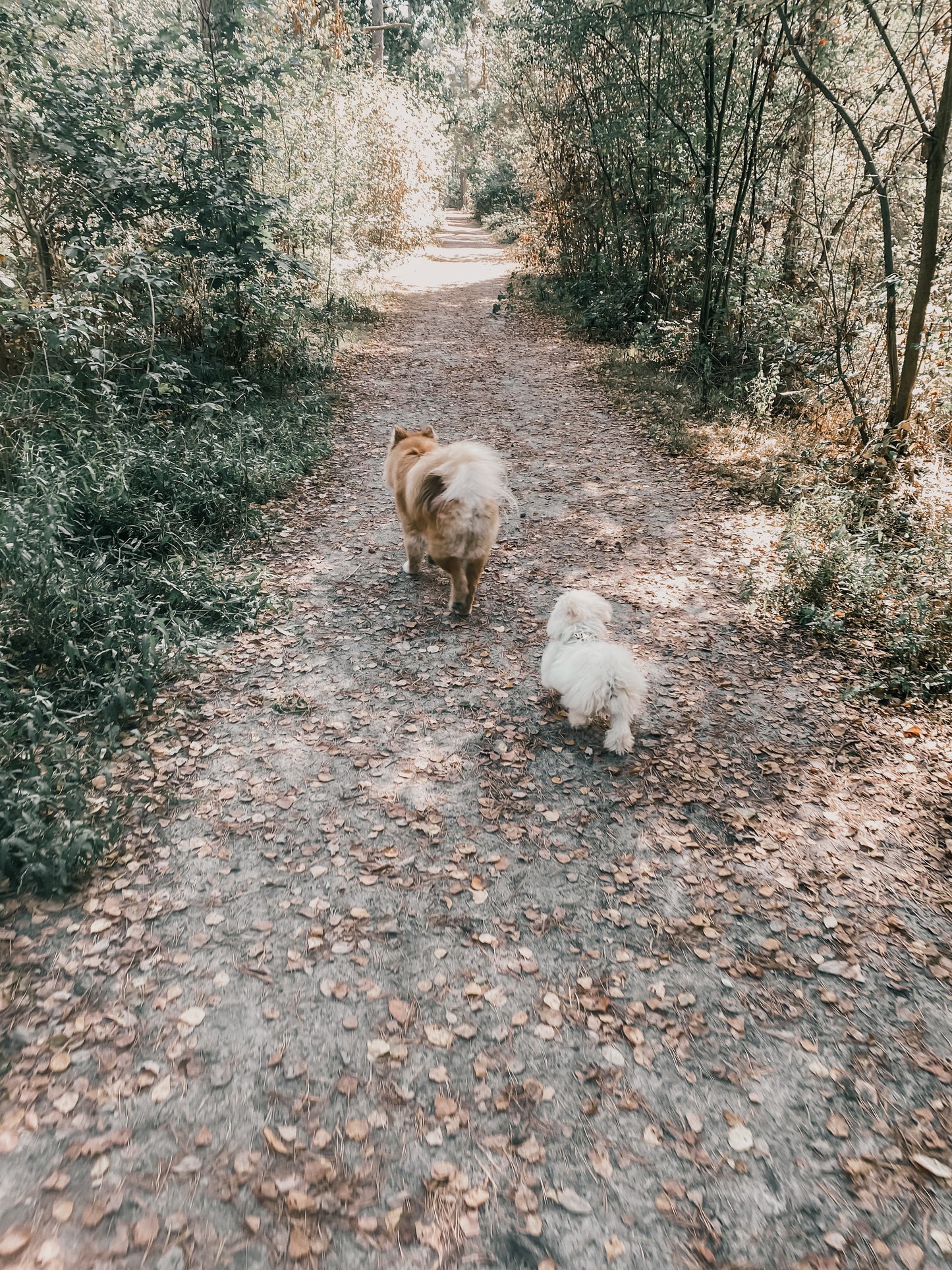 Vrije Poten Wandeling