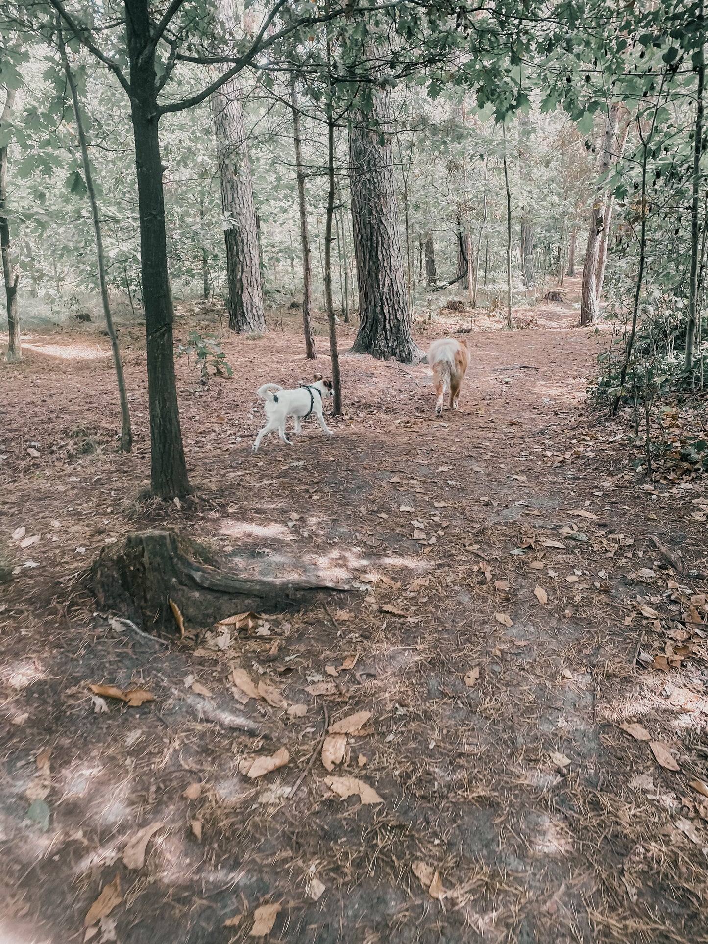 Vrije Poten Wandeling