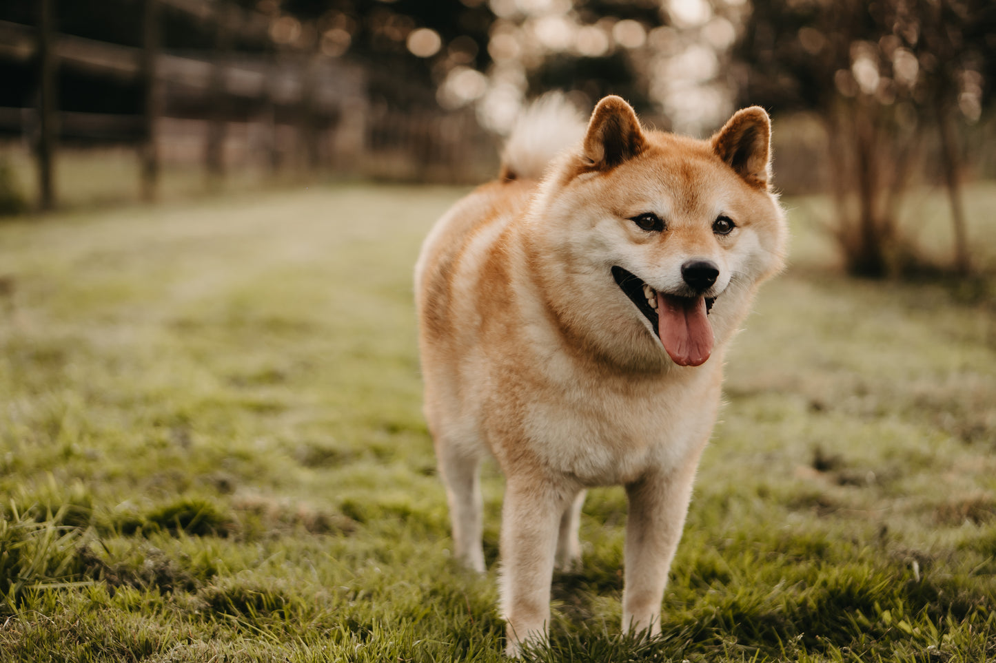 SHIINU premium hotline