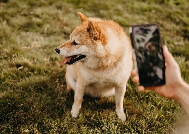Honden Hotline - Whatsapp